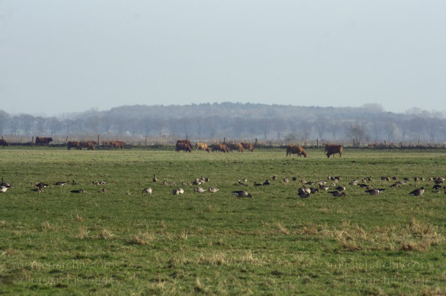 Brandenburg. Tiere. Vogel. Gans. (Anserinae)
14. 11. 2013. Brandenburg. Rhinluch. Tiere. Vogel. Gans. (Anserinae)
Schlüsselwörter: Anser anser;Anserinae;Brandenburg;Feld;Gans;Graugans;Gänse;Tiere;Vogel;2013;Vögel