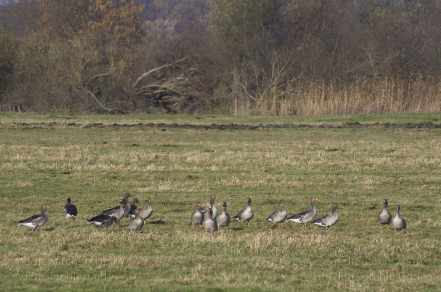 Brandenburg. Tiere. Vogel. Gans. (Anserinae)
14. 11. 2013. Brandenburg. Rhinluch. Tiere. Vogel. Gans. (Anserinae) Gänse auf einer Wiese
Schlüsselwörter: Anser anser;Anserinae;Brandenburg;Feld;Gans;Graugans;Gänse;Tiere;Vogel;2013;Vögel