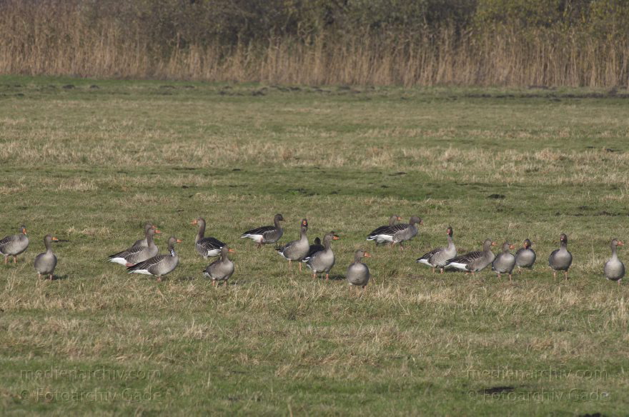 Brandenburg. Tiere. Vogel. Gans. (Anserinae)
14. 11. 2013. Brandenburg. Rhinluch. Tiere. Vogel. Gans. (Anserinae) Gänse auf einer Wiese
Schlüsselwörter: Anser anser;Anserinae;Brandenburg;Feld;Gans;Graugans;Gänse;Tiere;Vogel;2013;Vögel