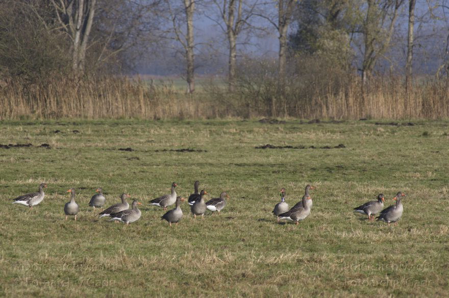 Brandenburg. Tiere. Vogel. Gans. (Anserinae)
14. 11. 2013. Brandenburg. Rhinluch. Tiere. Vogel. Gans. (Anserinae) Gänse auf einer Wiese
Schlüsselwörter: Anser anser;Anserinae;Brandenburg;Feld;Gans;Graugans;Gänse;Tiere;Vogel;2013;Vögel