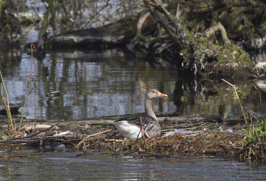 Vogel. Gans beim Niederneuendorfer See
12. 4. 2014. Brandenburg. Havel. Niederneuendorfer See. Fauna. Tiere. Vogel. Vögel. Gans. Gänse
Schlüsselwörter: Brandenburg;Fauna;Gans;Gänse;Tiere;Vogel;2014;Vögel
