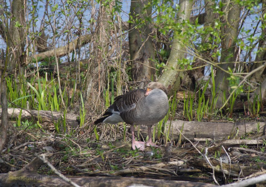 Vogel. Gans beim Niederneuendorfer See
12. 4. 2014. Brandenburg. Havel. Niederneuendorfer See. Fauna. Tiere. Vogel. Vögel. Gans. Gänse
Schlüsselwörter: Brandenburg;Fauna;Gans;Gänse;Tiere;Vogel;2014;Vögel