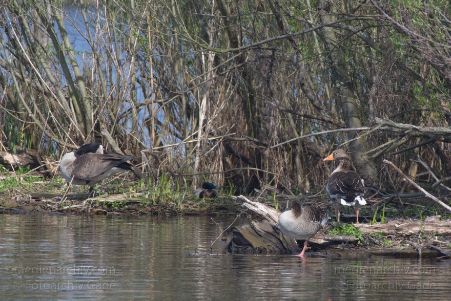 Vogel. Gans beim Niederneuendorfer See
12. 4. 2014. Brandenburg. Havel. Niederneuendorfer See. Fauna. Tiere. Vogel. Vögel. Gans. Gänse
Schlüsselwörter: Brandenburg;Fauna;Gans;Gänse;Tiere;Vogel;2014;Vögel