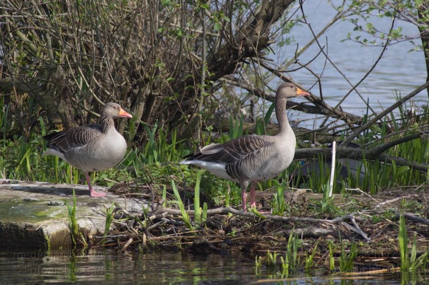 Vogel. Gans beim Niederneuendorfer See
12. 4. 2014. Brandenburg. Havel. Niederneuendorfer See. Fauna. Tiere. Vogel. Vögel. Gans. Gänse
Schlüsselwörter: Brandenburg;Fauna;Gans;Gänse;Tiere;Vogel;2014;Vögel
