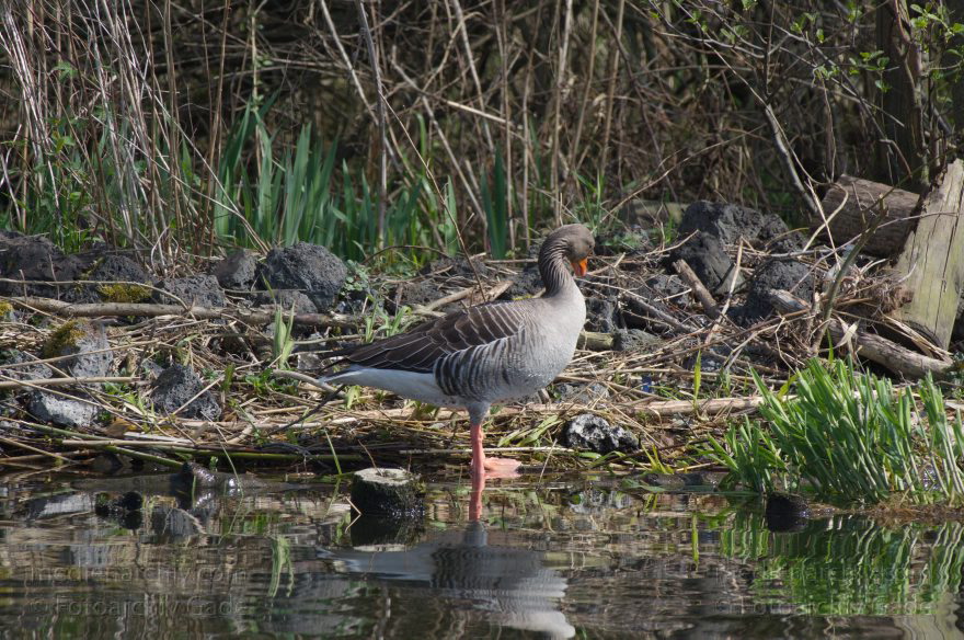 Vogel. Gans beim Niederneuendorfer See
12. 4. 2014. Brandenburg. Havel. Niederneuendorfer See. Fauna. Tiere. Vogel. Vögel. Gans. Gänse
Schlüsselwörter: Brandenburg;Fauna;Gans;Gänse;Tiere;Vogel;2014;Vögel