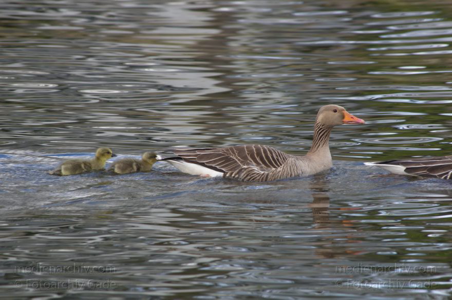 Berlin. Fluss Havel. Vogel. Graugans (Anser anser) mit Küken
18. 4. 2014. Berlin. Fluss Havel. Fauna. Tiere. Vogel. Vögel. Graugans (Anser anser) mit Küken
Schlüsselwörter: Anser anser;Berlin;Fluss;Gans;Graugans;Havel;Küken;Vogel;2014;Vögel