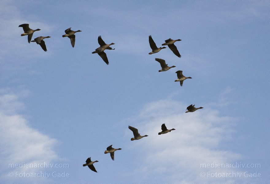 Fliegender Gänseschwarm. Gans
11. 11. 2014.  Tiere.  Vogel. Fliegender Gänseschwarm. Graugänse. Gans
Schlüsselwörter: 2014;Elbe;Fauna;fliegen;Gans;Graugans;Schwarm;Tiere