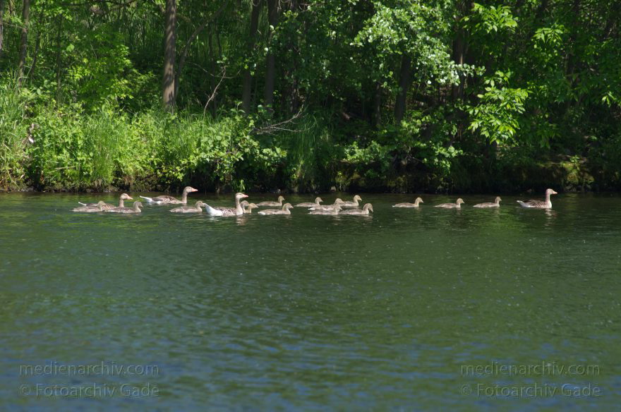 Brandenburg. Ketzin. Fluss Havel. Vogel. Graugans mit Küken. (Anser anser)
20. 5. 2012. Brandenburg. Ketzin. Fluss Havel. Fauna. Tiere. Vogel. Graugans mit Küken. (Anser anser)
Schlüsselwörter: birds;Brandenburg;Fauna;Graugans;Graugänse;Havel;Ketzin;Küken;Sacrow-Paretzer-Kanal;Tiere;Vogel;Vögel;2012