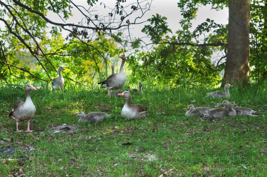 Brandenburg. Sacrow-Paretzer-Kanal. Vogel. Graugans mit Küken. (Anser anser)
20. 5. 2012. Brandenburg. Sacrow-Paretzer-Kanal. Fauna. Tiere. Vogel. Vögel. Graugans mit Küken. (Anser anser)
Schlüsselwörter: birds;Brandenburg;Fauna;Graugans;Graugänse;Küken;Sacrow-Paretzer-Kanal;Tiere;Vogel;Vögel;2012