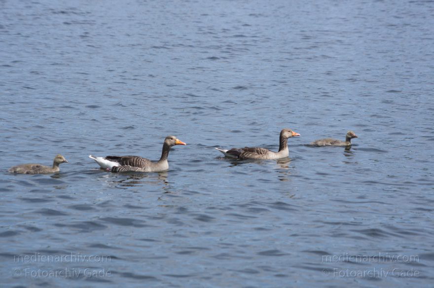 Vogel. Graugans (Anser anser) mit Küken
17. 5. 2014. Brandenburg. Hennigsdorf an der Havel-Oder-Wasserstraße. Fauna. Tiere. Fauna. Graugans (Anser anser) mit Küken. Vogel. Vögel
Schlüsselwörter: Anser anser;Brandenburg;Gans;Graugans;Havel;Hennigsdorf;Küken;Vogel;2014;Vögel