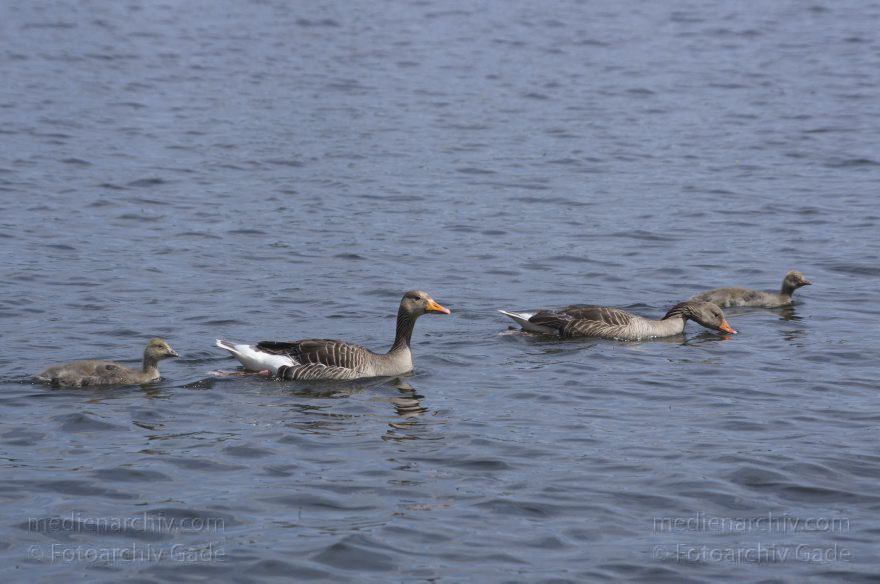 Vogel. Graugans (Anser anser) mit Küken
17. 5. 2014. Brandenburg. Hennigsdorf an der Havel-Oder-Wasserstraße. Fauna. Tiere. Fauna. Graugans (Anser anser) mit Küken. Vogel. Vögel
Schlüsselwörter: Anser anser;Brandenburg;Gans;Graugans;Havel;Hennigsdorf;Küken;Vogel;2014;Vögel