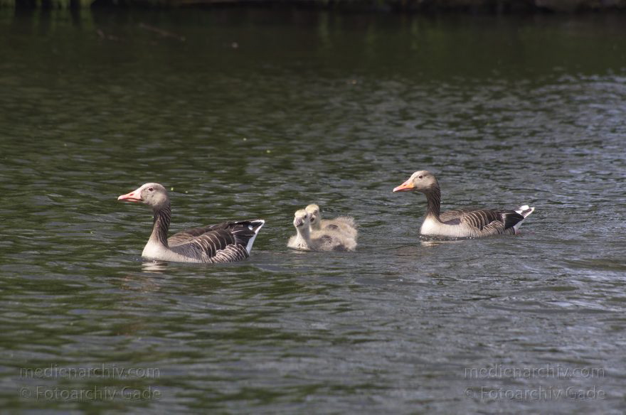Vogel. Graugans (Anser anser) mit Küken
17. 5. 2014. Brandenburg. Hennigsdorf an der Havel-Oder-Wasserstraße. Fauna. Tiere. Fauna. Graugans (Anser anser) mit Küken. Vogel. Vögel
Schlüsselwörter: Anser anser;Brandenburg;Gans;Graugans;Havel;Hennigsdorf;Küken;Vogel;2014;Vögel