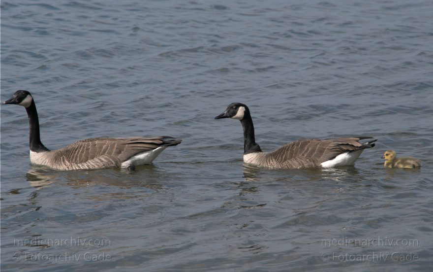 Kanadagans (Branta canadensis) Küken
10. 5. 2009. Berlin. Am Tegeler See. Fauna. Tiere. Vogel. Vögel. Wasservogel. Kanadagans (Branta canadensis) Küken.
Schlüsselwörter: Berlin;birds;Fauna;Gans;Gänse;Kanadagans;Küken;Tiere;Vogel;Vögel;Wasservogel;2009