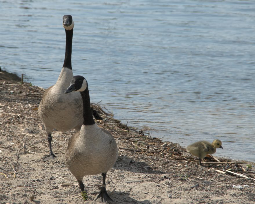Kanadagans (Branta canadensis) Küken
10. 5. 2009. Berlin. Am Tegeler See. Fauna. Tiere. Vogel. Vögel. Wasservogel. Kanadagans (Branta canadensis) Küken
Schlüsselwörter: Berlin;birds;Fauna;Gans;Gänse;Kanadagans;Küken;Tiere;Vogel;Vögel;Wasservogel;2009