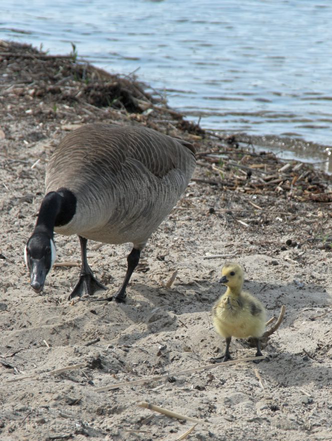 Berlin. Tegel. Vogel. Kanadagans (Branta canadensis) Küken am Tegeler See
10. 5. 2009. Berlin. Am Tegeler See. Fauna. Tiere. Vogel. Vögel. Wasservogel. Kanadagans (Branta canadensis) Küken am Tegeler See
Schlüsselwörter: Berlin;birds;Fauna;Gans;Gänse;Kanadagans;KÃ¼ken;Küken;Tiere;Vogel;Vögel;Wasservogel;2009