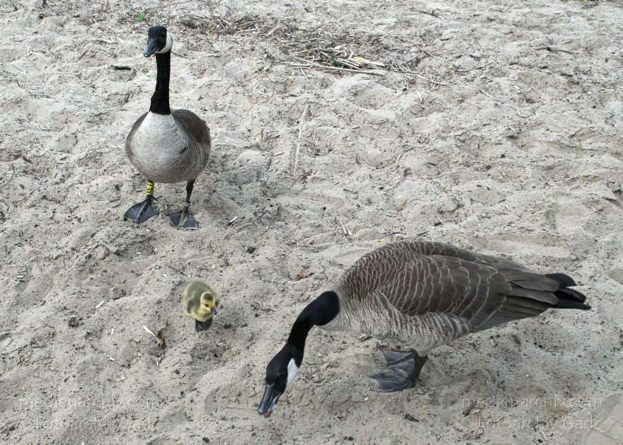 Berlin. Tegel. Vogel. Kanadagans (Branta canadensis) Küken am Tegeler See
10. 5. 2009. Berlin. Am Tegeler See. Fauna. Tiere. Vogel. Vögel. Wasservogel. Kanadagans (Branta canadensis) Küken am Tegeler See
Schlüsselwörter: Berlin;birds;Fauna;Gans;Gänse;Kanadagans;KÃ¼ken;Küken;Tiere;Vogel;Vögel;Wasservogel;2009