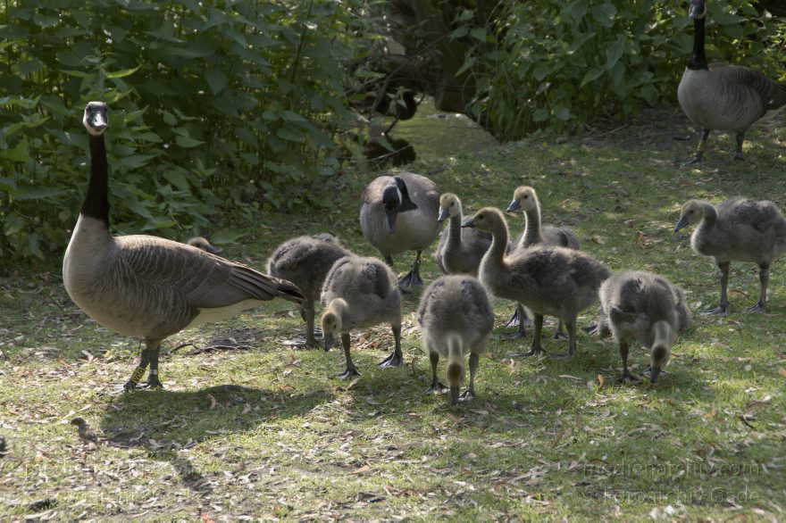 Vogel. Kanadagans Kandagänse. Küken
6. 6. 2010. Berlin. Tiergarten. Fauna. Tiere. Vogel. Vögel. Kanadagans Kandagänse (Branta canadensis) Entenvögel (Anatidae) mit Küken
Schlüsselwörter: Anatidae;Berlin;birds;Branta canadensis;Fauna;Kanadagans;Kanadagänse;Küken;Tiere;Vogel;Vögel;2010