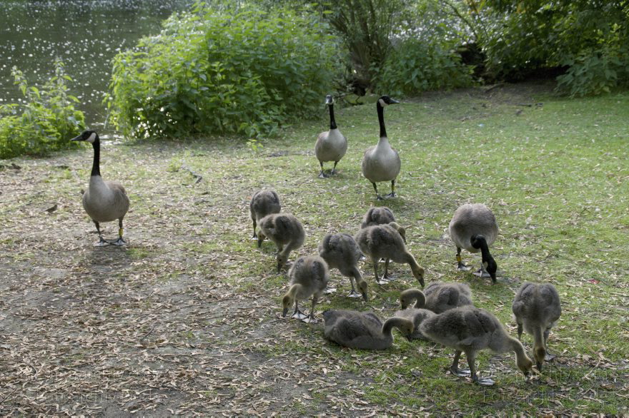 Vogel. Kanadagans Kandagänse. Küken
6. 6. 2010. Berlin. Tiergarten. Fauna. Tiere. Vogel. Vögel. Kanadagans Kandagänse (Branta canadensis) Entenvögel (Anatidae) mit Küken
Schlüsselwörter: Anatidae;Berlin;birds;Branta canadensis;Fauna;Kanadagans;Kanadagänse;Küken;Tiere;Vogel;Vögel;2010