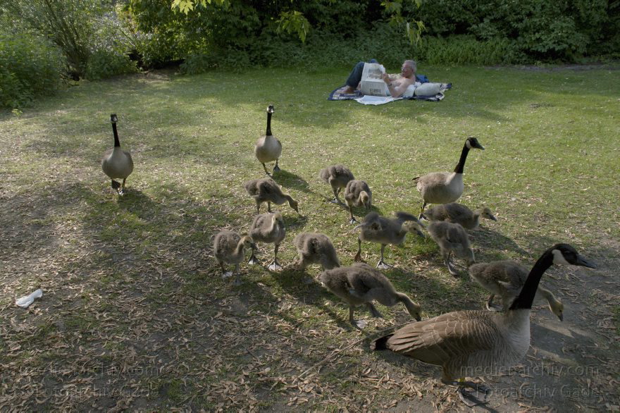 Vogel. Kanadagans Kandagänse. Küken
6. 6. 2010. Berlin. Tiergarten. Fauna. Tiere. Vogel. Vögel. Kanadagans Kandagänse (Branta canadensis) Entenvögel (Anatidae) mit Küken
Schlüsselwörter: Anatidae;Berlin;birds;Branta canadensis;Fauna;Kanadagans;Kanadagänse;Küken;Tiere;Vogel;Vögel;2010