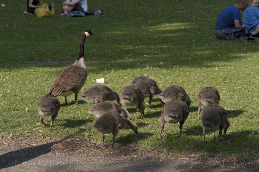 Vogel. Kanadagans Kandagänse. Küken
6. 6. 2010. Berlin. Tiergarten. Fauna. Tiere. Vogel. Vögel. Kanadagans Kandagänse (Branta canadensis) Entenvögel (Anatidae) mit Küken
Schlüsselwörter: Anatidae;Berlin;birds;Branta canadensis;Fauna;Kanadagans;Kanadagänse;Küken;Tiere;Vogel;Vögel;2010