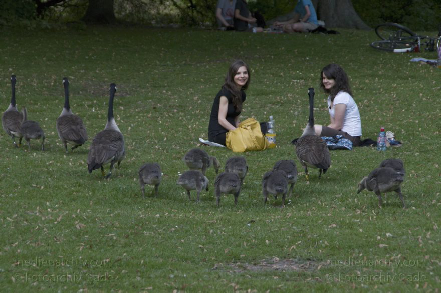 Vogel. Kanadagans Kandagänse. Küken
6. 6. 2010. Berlin. Tiergarten. Fauna. Tiere. Vogel. Vögel. Kanadagans Kandagänse (Branta canadensis) Entenvögel (Anatidae) mit Küken
Schlüsselwörter: Anatidae;Berlin;birds;Branta canadensis;Fauna;Kanadagans;Kanadagänse;Küken;Tiere;Vogel;Vögel;2010