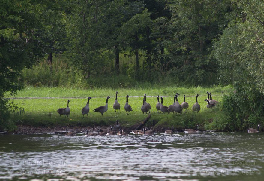 Obere Havel. Fauna. Vogel. Kanadagans, Kanadagänse
4. 8. 2012. Berlin. Obere Havel. Fauna. Vogel. Vögel. Kanadagans, Kanadagänse. Branta canadensis, Entenvögel (Anatidae)
Schlüsselwörter: Berlin;birds;Branta canadensis;Fauna;Kanadagans;Kanadagänse;Tiere;Vogel;Vögel;2012