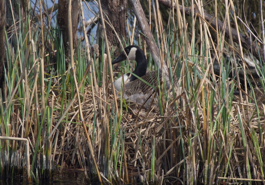 Brandenburg. Vogel. Kanadagans. (Branta canadensis)
24. 4. 2013. Brandenburg. Künstliche Insel zwischen der der Havel-Oder-Wasserstraße und dem Niederneuendorfer See. Vogel. Vögel. Brutkolonie. Nester. Brütende Kanadagans. (Branta canadensis)
Schlüsselwörter: birds;Brandenburg;Branta canadensis;Brüten;Fauna;Kanadagans;Nest;Niederneuendorfer See;Tiere;Vogel;Vöge;Vögel;2013