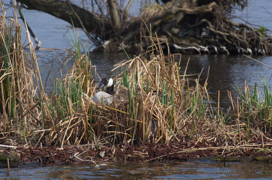 Brandenburg. Vogel. Kanadagans. (Branta canadensis)
24. 4. 2013. Brandenburg. Künstliche Insel zwischen der der Havel-Oder-Wasserstraße und dem Niederneuendorfer See. Vogel. Vögel. Brutkolonie. Nester. Brütende Kanadagans. (Branta canadensis)
Schlüsselwörter: birds;Brandenburg;Branta canadensis;Brüten;Fauna;Kanadagans;Nest;Niederneuendorfer See;Tiere;Vogel;Vöge;Vögel;2013