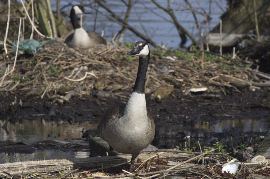Brandenburg. Vogel. Kanadagans. (Branta canadensis)
24. 4. 2013. Brandenburg. Künstliche Insel zwischen der der Havel-Oder-Wasserstraße und dem Niederneuendorfer See. Vogel. Vögel. Brutkolonie. Nester. Kanadagans. (Branta canadensis)
Schlüsselwörter: birds;Brandenburg;Branta canadensis;Fauna;Kanadagans;Niederneuendorfer See;Tiere;Vogel;Vöge;Vögel;2013