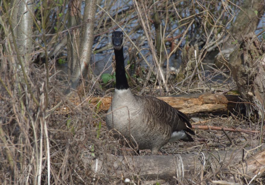 Brandenburg. Vogel. Kanadagans. (Branta canadensis)
24. 4. 2013. Brandenburg. Kvºnstliche Insel zwischen der der Havel-Oder-Wasserstravüe und dem Niederneuendorfer See. Vogel. Vv?gel. Brutkolonie. Nester. Kanadagans. (Branta canadensis)
Schlüsselwörter: birds;Brandenburg;Branta canadensis;Fauna;Kanadagans;Niederneuendorfer See;Tiere;Vogel;Vv?ge;Vv?gel;2013