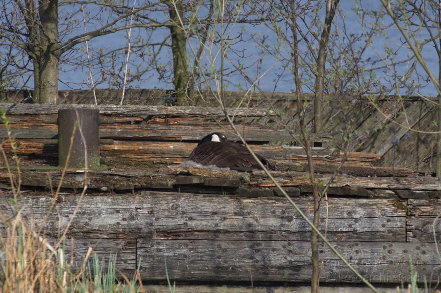 Brandenburg. Vogel. Kanadagans. (Branta canadensis)
24. 4. 2013. Brandenburg. Künstliche Insel zwischen der der Havel-Oder-Wasserstraße und dem Niederneuendorfer See. Vogel. Vögel. Brutkolonie. Nester. Brütende Kanadagans. (Branta canadensis)
Schlüsselwörter: birds;Brandenburg;Branta canadensis;Brüten;Fauna;Kanadagans;Nest;Niederneuendorfer See;Tiere;Vogel;Vöge;Vögel;2013