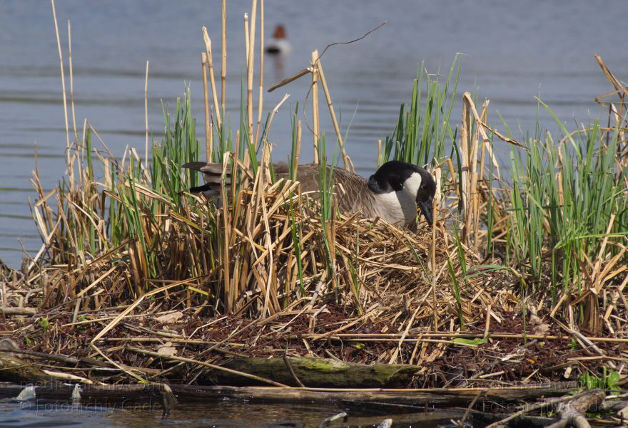 Brandenburg. Vogel. Kanadagans. (Branta canadensis)
28. 4. 2013. Brandenburg. Künstliche Insel zwischen der der Havel-Oder-Wasserstraße und dem Niederneuendorfer See. Vogel. Vögel. Brutkolonie. Nester. Kanadagans. (Branta canadensis)
Schlüsselwörter: birds;Brandenburg;Branta canadensis;Fauna;Kanadagans;Niederneuendorfer See;Tiere;Vogel;Vöge;Vögel;2013