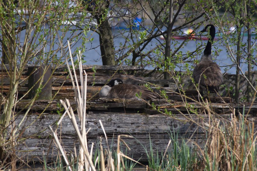 Brandenburg. Vogel. Kanadagans. (Branta canadensis)
28. 4. 2013. Brandenburg. Künstliche Insel zwischen der der Havel-Oder-Wasserstraße und dem Niederneuendorfer See. Vogel. Vögel. Brutkolonie. Nester. Kanadagans. (Branta canadensis)
Schlüsselwörter: birds;Brandenburg;Branta canadensis;Fauna;Kanadagans;Niederneuendorfer See;Tiere;Vogel;Vöge;Vögel;2013