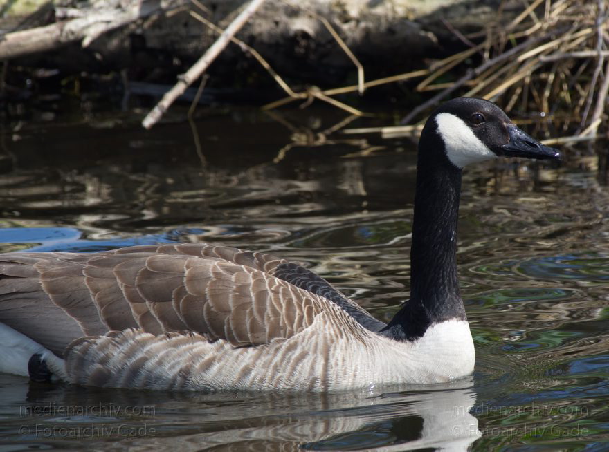 Brandenburg. Vogel. Kanadagans. (Branta canadensis)
28. 4. 2013. Brandenburg. Künstliche Insel zwischen der der Havel-Oder-Wasserstraße und dem Niederneuendorfer See. Vogel. Vögel. Brutkolonie. Nester. Kanadagans. (Branta canadensis)
Schlüsselwörter: birds;Brandenburg;Branta canadensis;Fauna;Kanadagans;Niederneuendorfer See;Tiere;Vogel;Vöge;Vögel;2013