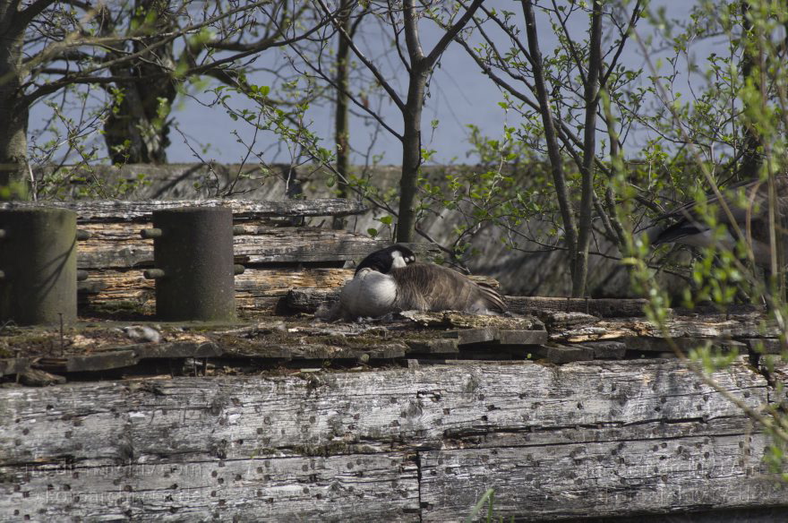 Brandenburg. Vogel. Kanadagans. (Branta canadensis)
28. 4. 2013. Brandenburg. Künstliche Insel zwischen der der Havel-Oder-Wasserstraße und dem Niederneuendorfer See. Vogel. Vögel. Brutkolonie. Nester. Kanadagans. (Branta canadensis)
Schlüsselwörter: birds;Brandenburg;Branta canadensis;Fauna;Kanadagans;Niederneuendorfer See;Tiere;Vogel;Vöge;Vögel;2013