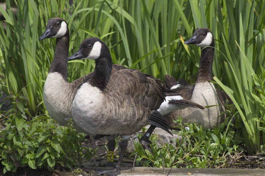 Brandenburg. Vogel. Kanadagans. (Branta canadensis)
13. 7. 2013. Brandenburg. Künstliche Insel zwischen der der Havel-Oder-Wasserstraße und dem Niederneuendorfer See. Vogel. Vögel. Brutkolonie. Nester. Kanadagans. (Branta canadensis)
Schlüsselwörter: birds;Brandenburg;Branta canadensis;Fauna;Kanadagans;Niederneuendorfer See;Tiere;Vogel;Vöge;Vögel;2013