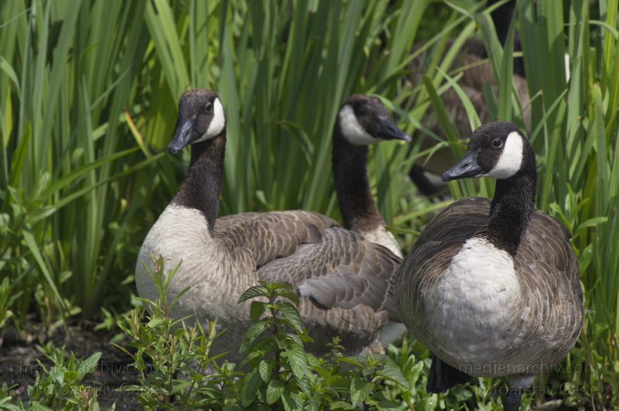 Brandenburg. Vogel. Kanadagans. (Branta canadensis)
13. 7. 2013. Brandenburg. Künstliche Insel zwischen der der Havel-Oder-Wasserstraße und dem Niederneuendorfer See. Vogel. Vögel. Brutkolonie. Nester. Kanadagans. (Branta canadensis)
Schlüsselwörter: birds;Brandenburg;Branta canadensis;Fauna;Kanadagans;Niederneuendorfer See;Tiere;Vogel;Vöge;Vögel;2013