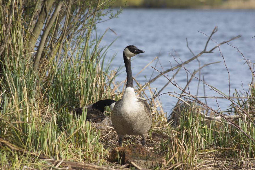 2014. Kanadagans. (Branta canadensis)
20. 4. 2015. Brandenburg. Künstliche Insel zwischen der der Havel-Oder-Wasserstraße und dem Niederneuendorfer See. Vogel. Vögel.  Brutkolonie. Nester. Kanadagans. (Branta canadensis)
Schlüsselwörter: 2015;birds;Brandenburg;Branta canadensis;Fauna;Kanadagans;Natur;nature;Niederneuendorfer See;Tiere;Vogel;Vöge;Vögel;wildlife