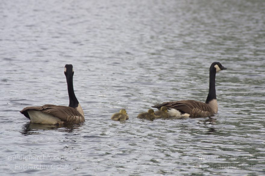 Kanadagans mit Küken
16. 5. 2013. Berlin. Tegeler See. Kanadagans mit Küken. Branta canadensis
Schlüsselwörter: Fauna;Gans;Gänse;Küken;Tiere;Vogel;Vögel;2013;birds;Brandenburg;Branta canadensis;Kanadagans