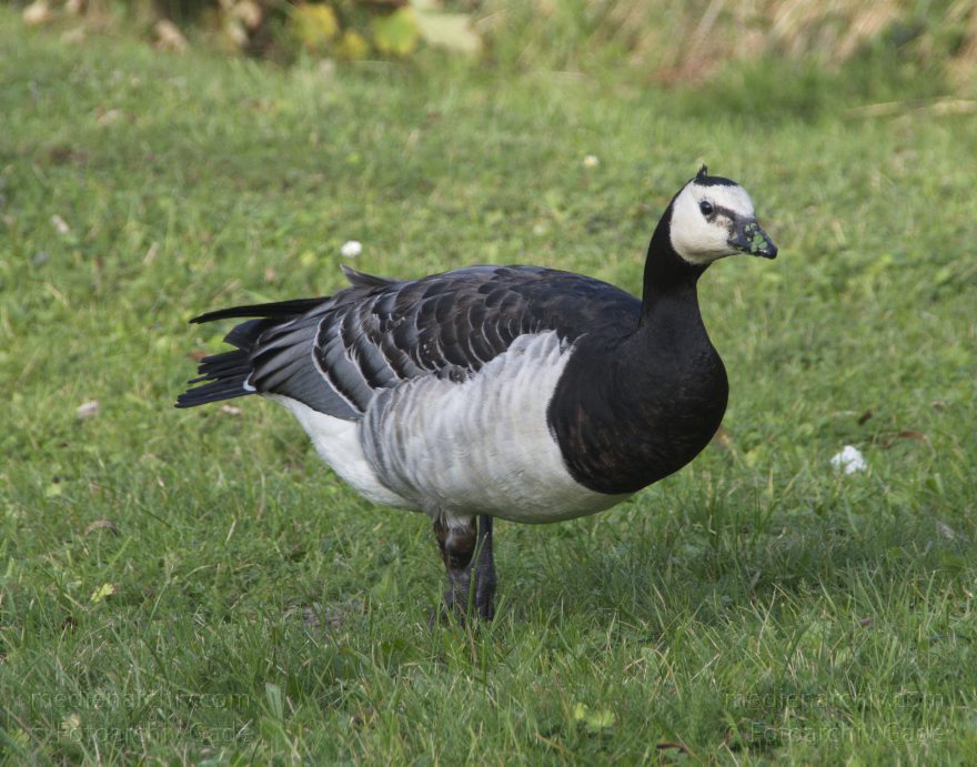 Weißwangengans. Nonnengans
8. 11. 2014. Niedersachsen. Natureum Niederelbe. Fauna. Tiere. Vogel. Weißwangengans (Branta leucopsis) Nonnengans
Schlüsselwörter: 2014;Entenvogel;Fauna;Natureum;Niedersachsen;Nonnengans;Tiere;Vogel;Weißwangengans
