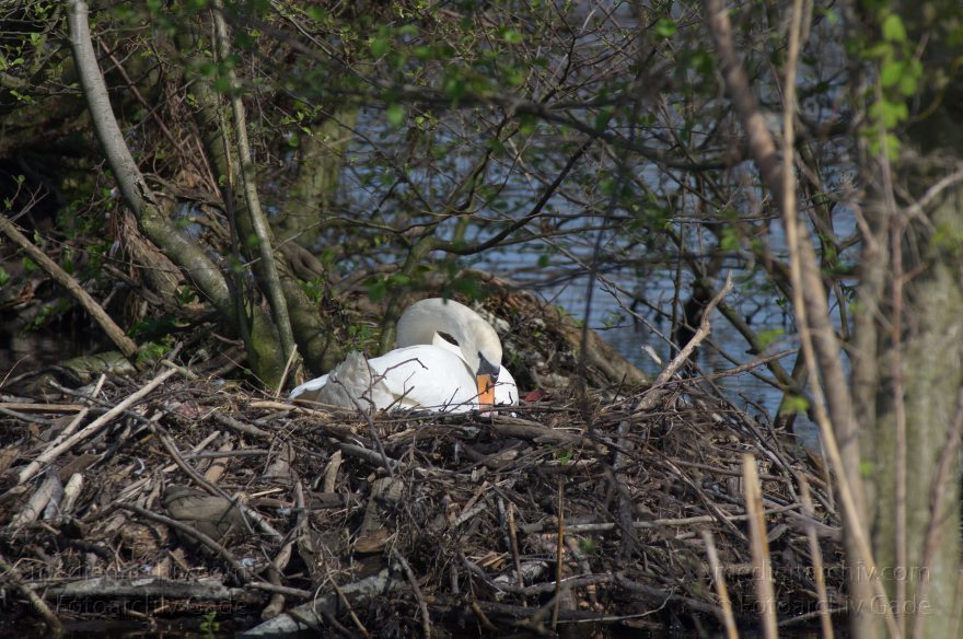 Vogel. Brütender Schwan beim Niederneuendorfer See
12. 4. 2014. Brandenburg. Havel. Vogel. Brütender Schwan beim Niederneuendorfer See
Schlüsselwörter: Brandenburg;Fauna;Nest;Schwan;Tiere;Vogel;2014;Vögel