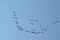 Vogel-Gans-20051023-17.jpg