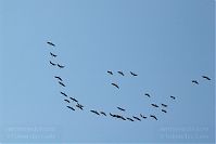 Vogel-Gans-20051023-17.jpg