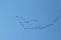 Vogel-Gans-20051023-20.jpg