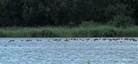 Dateiname=Vogel-Gans-20090719-079.jpg
Dateigröße=170KB
Abmessungen: 880x413
hinzugefügt am: 06. Januar 2016 Vogel-Gans-20090719-079.jpg
