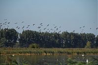 Dateiname=Vogel-Gans-20090920-33.jpg
Dateigröße=155KB
Abmessungen: 880x583
hinzugefügt am: 06. Januar 2016 Vogel-Gans-20090920-33.jpg