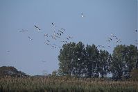 Dateiname=Vogel-Gans-20090920-34.jpg
Dateigröße=142KB
Abmessungen: 880x583
hinzugefügt am: 06. Januar 2016 Vogel-Gans-20090920-34.jpg