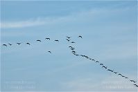 Vogel-Gans-20091031-101.jpg