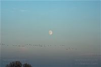 Vogel-Gans-20091031-103.jpg