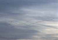 Vogel-Gans-20091031-104.jpg